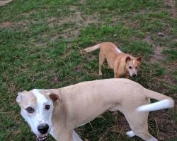 2 dogs Angela cares for - foreground - deaf dog background blind dog