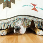 The,Dog,Is,Hiding,Under,The,Sofa,And,Afraid,To