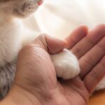 Cat's,Hand,And,Human's,Hand