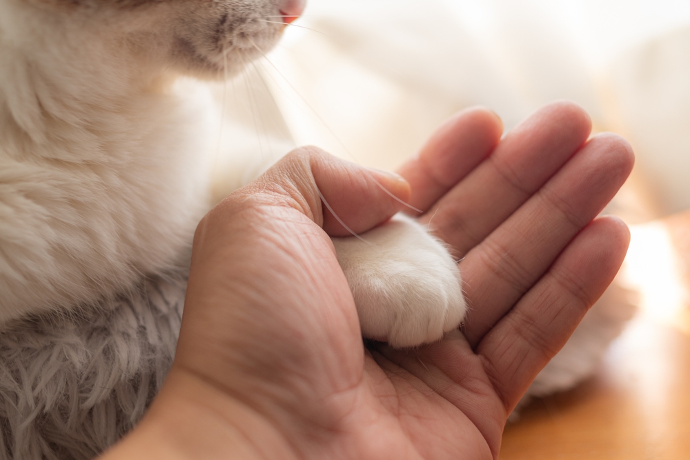 Cat's,Hand,And,Human's,Hand