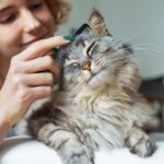 Teenage,Girl,Takes,Care,Fur,Fluffy,Long-haired,Domestic,Cat.,Portrait