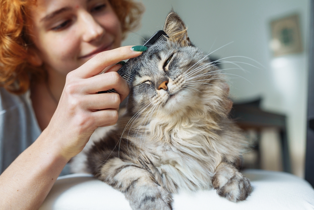 Teenage,Girl,Takes,Care,Fur,Fluffy,Long-haired,Domestic,Cat.,Portrait