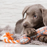 The,Sweetest,Puppies