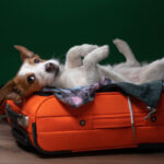 Dog,Travel.,Jack,Russell,Terrier,Is,Lying,And,Playing,In