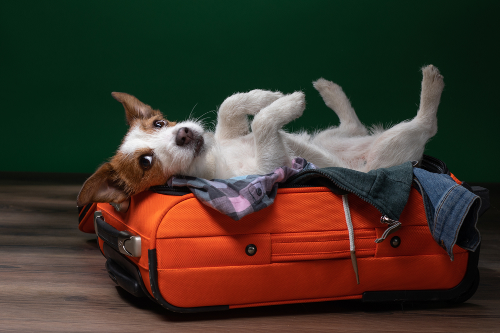 Dog,Travel.,Jack,Russell,Terrier,Is,Lying,And,Playing,In