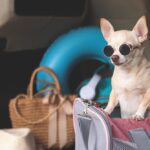Portrait,Of,Brown,Short,Hair,Chihuahua,Dog,Wearing,Sunglasses,Standing