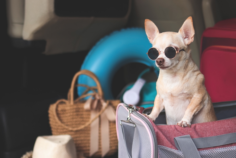 Portrait,Of,Brown,Short,Hair,Chihuahua,Dog,Wearing,Sunglasses,Standing
