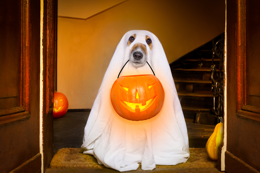 Dog,Sit,As,A,Ghost,For,Halloween,In,Front,Of