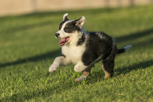 Puppy receiving individualized care and attention Puppy receiving individualized care and attention