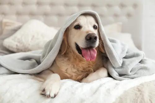 Elderly Pet Care for Special Needs