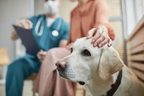 Elderly Pet Care for Special Needs