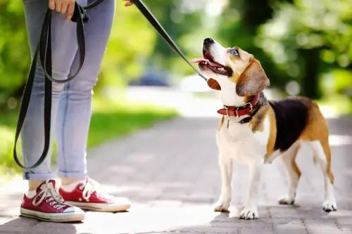 Senior Pet Care in Simpsonville, SC
