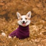 Portrait,Of,Smiling,Welsh,Corgi,Pembroke,Breed,Dog,Wearing,Knitted