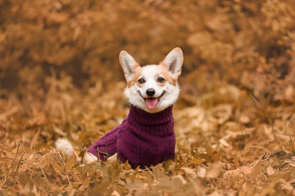 Portrait,Of,Smiling,Welsh,Corgi,Pembroke,Breed,Dog,Wearing,Knitted