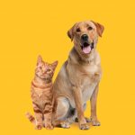 Labrador,Retriever,Dog,Panting,And,Ginger,Cat,Sitting,In,Front
