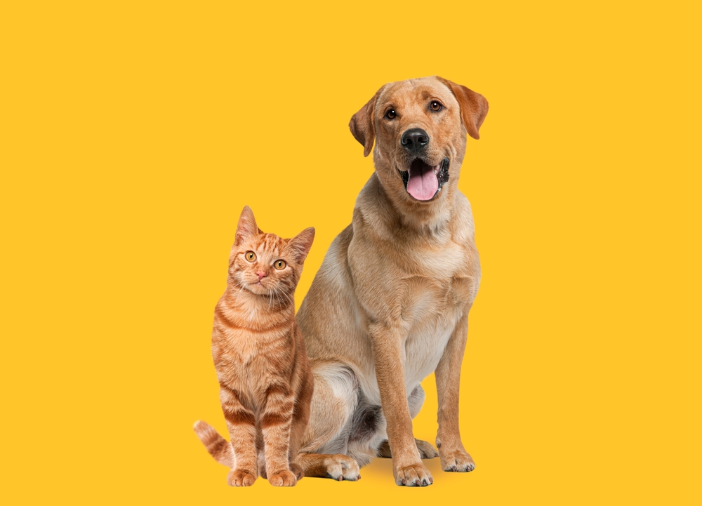 Labrador,Retriever,Dog,Panting,And,Ginger,Cat,Sitting,In,Front