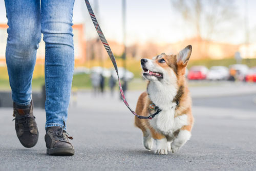 Dog Walking Service in Simpsonville, SC